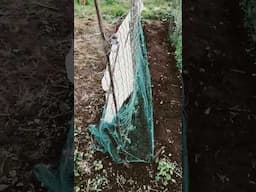 Grow your own food| peas