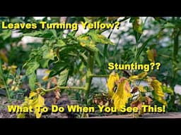 Why are my pepper and tomato plants yellow and stunting? Heres what i believe it is!