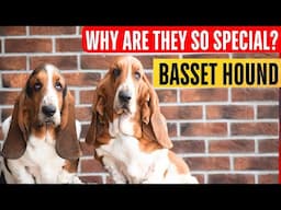 Pros and cons of Basset hounds.  Interview with a European breeder.