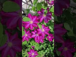 Clematis Flowers in Bloom  #springflowers #flowers