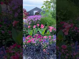 Favorite Annual Cut Flowers from Proven Winners