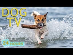DOG TV: Best Videos to Calm & Entertain Dogs Alone at Home - Relaxing All Day Music for Dogs