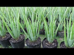 How to take care of Aloe vera Plants in Containers