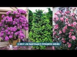 43 Best Low Maintenance Evergreen Shrubs