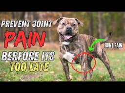 The #1 Way to Prevent Joint Issues in Pit Bulls & American Bullies