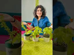 घर को सजाना भी एक कला है😍 beautiful pot decoration 😍#shortsvideo #homedecor #ytshorts #plants #home