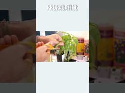 The School Of Hydroponics #hydroponics #indoorgarden #indoorgardening #aeroponictowergarden