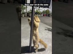 Kya apki cats bhi apko Ayse pareshan krti he ?