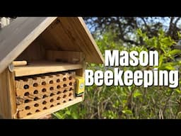 Mason Bee Keeping #masonbees #worldbeeday #pollinators #gardening
