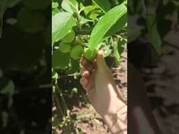 June drop, what is it and when should I thin my fruit?