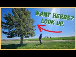 Barking up the RIGHT Tree to find GREAT Herbal Medicines!