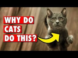 Why Do Cats Act So Weird