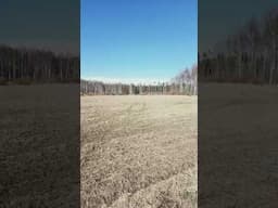 Migrating swans return to Meri-Pori #nature #suomi #finland