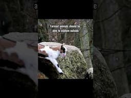 No farmed animal should be forced to spend their entire life inside. #animalwelfare #shorts #goat