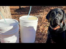 Coaxing Sugar From Maple Trees