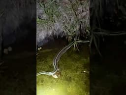 This Big #Snake Ate Something Out of My #Fish #Pond The Things I Deal With #fishkeepinghobby