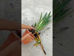How To Save A Dying Snake Plant// Repot A Snake Plant - Snake Plant Care