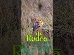 Pench Mogarkasa Zone Safari #walkintothewild #tiger #wildlife