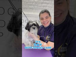 Hydra Senses Care 💙 #dogspa #puppy #shihtzu