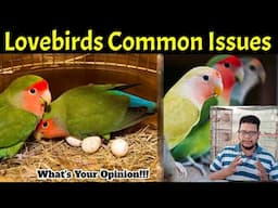 Lovebirds breeding common issues | Love birds Fisher breeding care tips | Birds | Lovebirds