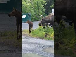 Mama Moose and her Babies #moose #alaska #travel