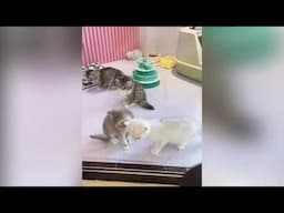 The FUNNIEST Dogs and Cats Shorts Ever 🐶😸 | You Laugh You Lose