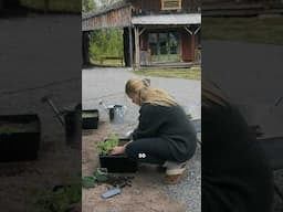 Build an herb garden with me 🌱✨ #norway #farm #gardening