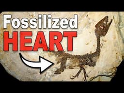 3 Dinosaur Fossils That Preserve Internal Organs