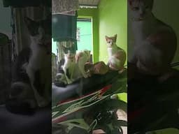 Konnichiwa! #プロセカ #プロジェクトセカイ #catlife #cat #catlovers #meow #pets #animals #neko #kucing #cutecat
