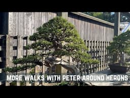 More Walks With Peter Around Herons