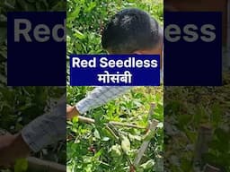 Red Seedless mosambi, Red मोसंबी, Seedless mosambi, Shorts, #redmosambi #seedlessmosambi #shorts
