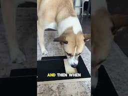 Dog nail scratchboard: training is diff for every dog!