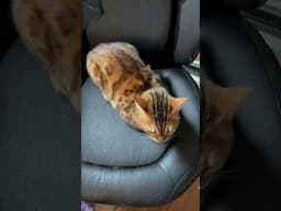 Sitting #meows #cat #catbreed #bengalcatsworld #viralshort