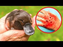 10 Strange Animals You Should NEVER Touch