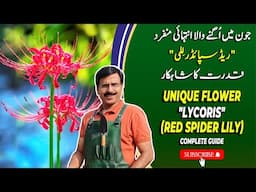 Unique Flower "Lycoris" | Red Spider Lily | Complete Guide  | Gardening With Javed Iqbal