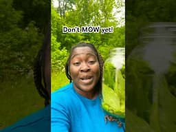 🛑STOP! Know Before You Mow🌱 #growyourownfood  #gardening #foraging #countrybeauty