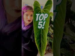 My TOP 5 Favorite Anthurium Hybrids 🪴👀😍