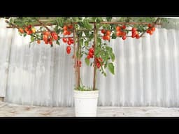 How to grow a tomato trellis with lots of fruit using just 1 paint bucket