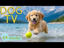 DOG TV: Video Entertain & Relax for Dogs Home Alone - Anti-Anxiety Collection Music for Dogs