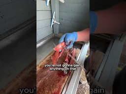 How to Clean a Coho Salmon in 1 Minute! #fishing #salmon #wisconsinfishing