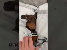My Dachshund wont get up in the morning 😂