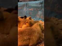 Meet the ducklings and goslings!