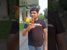 बर्ड्स को हाथ पे कैसे ले? 🦜 #tamedbirds #sunconure #trending