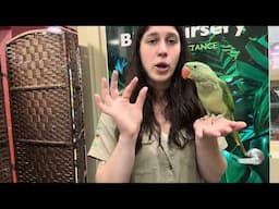 Learn about the Alexandriane Parakeet!