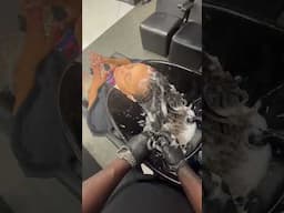 HANGING LOCS PART 2 ‼️ #damianwalter #locs #haircare #healthylocs #dreadlocks