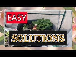 Growing Lettuce and Greens in a Container