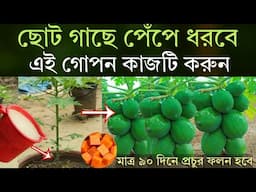 ছোট গাছে পেঁপে ধরবে - এই গোপন কাজটি করুন -  মাত্র ৯০ দিনে পেঁপে গাছে প্রচুর ফলন হবে - papaya