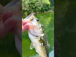 What is that?