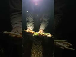 Asparagus Anyone?