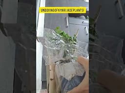 #unboxingvideo #jadeplantcaretips#jadeplantcare#trendingshorts#plantlovers#explorepage #viralshorts